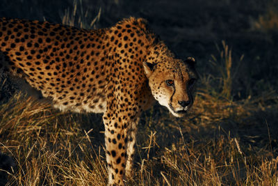 Cheetah on field