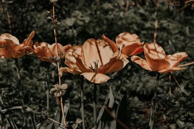 Close-up of wilted flowering plant on field