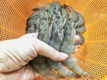 Close-up of hand holding fish