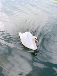 High angle view of swan swimming in lake