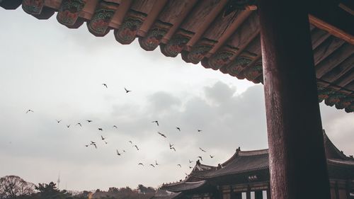 Low angle view of birds flying against sky