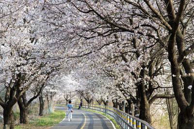 View of cherry blossoms street