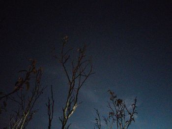Low angle view of bare trees against blue sky