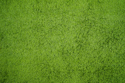 Green carpet texture background from above.