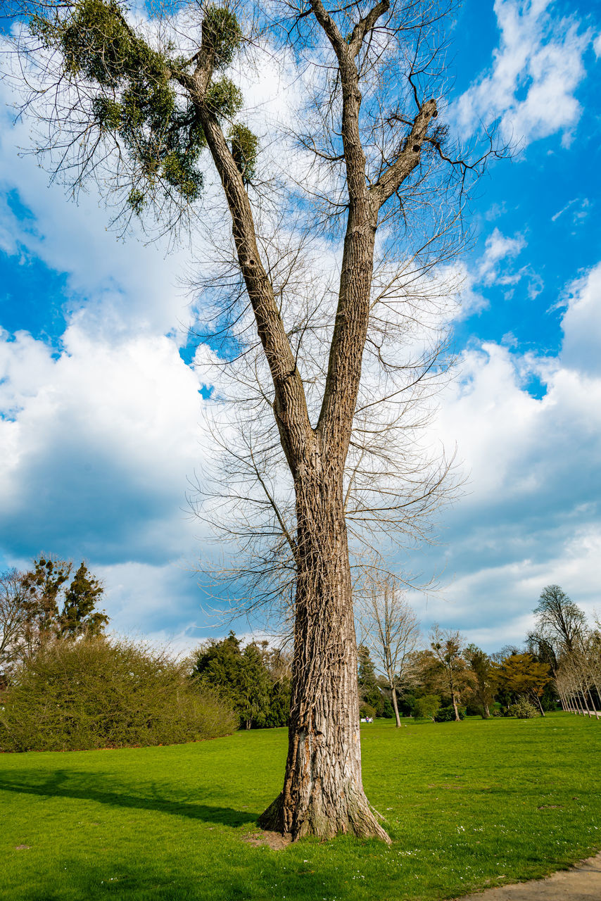 VIEW OF TREE ON FIELD AGAINST SKY