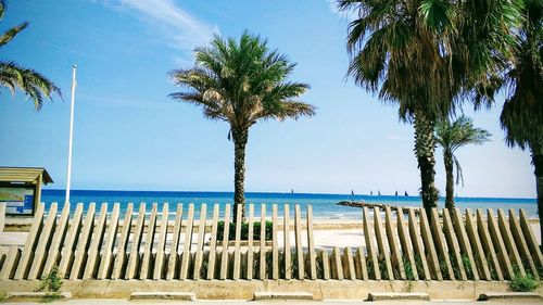 Palm trees by swimming pool against sky