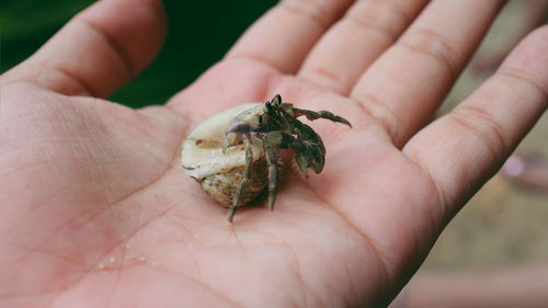 Close-up of hand holding a shell