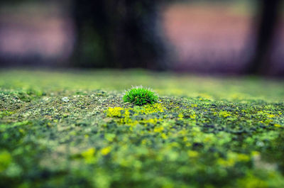 Close-up of yellow moss growing on plant