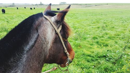 Horse in a field