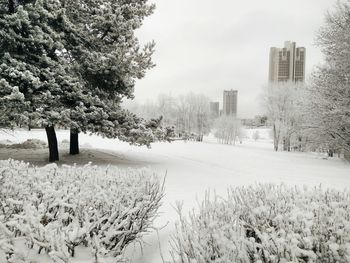 Trees in city against sky