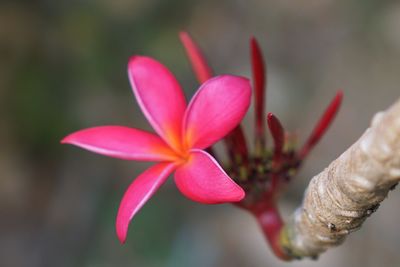Close-up of pink flowering plant