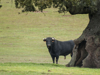 Cows on field