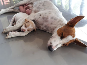 Close-up of a dog sleeping on floor