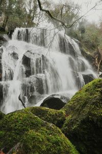 Scenic view of waterfall in forest