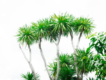 Low angle view of palm tree against sky