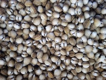 Full frame shot of clams for sale in market