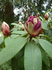 Close-up of pink flowering plant