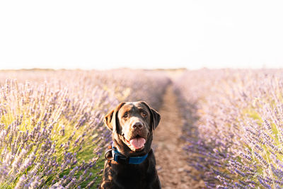 Close-up of a dog looking away