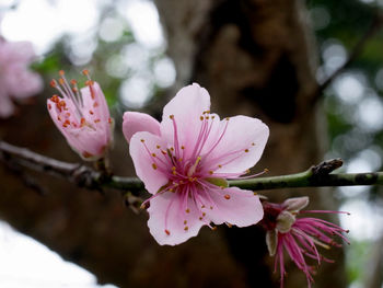 Close-up of pink flowers on tree