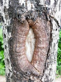 Close-up of tree stump