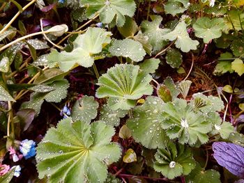 High angle view of leaves on plant