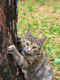 Tabby cat with green eyes sharpens its claws on a pine tree