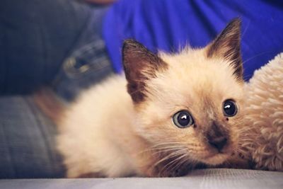 Portrait of kitten relaxing on sofa