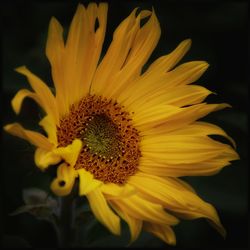 Close-up of yellow flower blooming outdoors