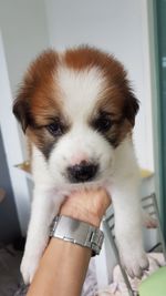 Close-up of hand holding puppy