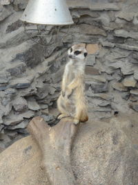 Cat sitting on rock