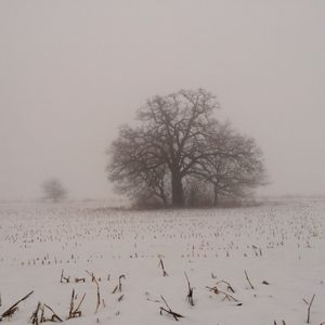 Tree on snow covered landscape against clear sky