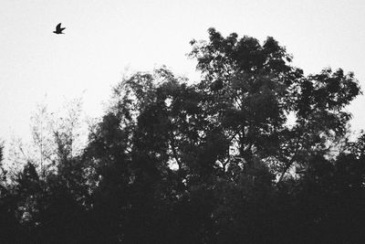 Low angle view of bird flying against the sky