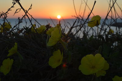 Close-up of yellow flowers against sunset sky