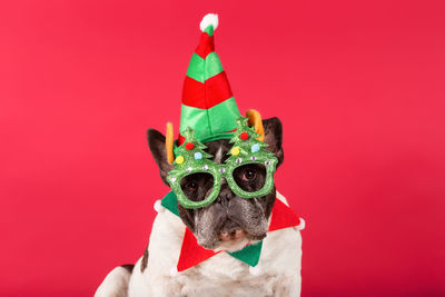 Elf - french bulldog dressed up as a christmas elf with christmas glasses on a red background.