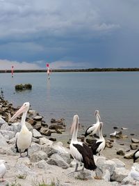 Pelicans on lake against sky
