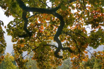 Low angle view of tree in autumn