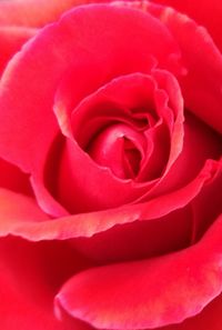 Full frame shot of red rose blooming outdoors