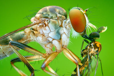 Close-up of insect on plant