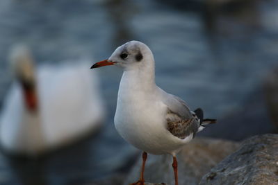 Close-up of seagull perching on rock