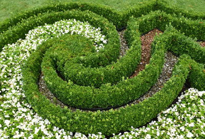 High angle view of small plant in garden