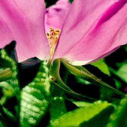 Close-up of pink flower