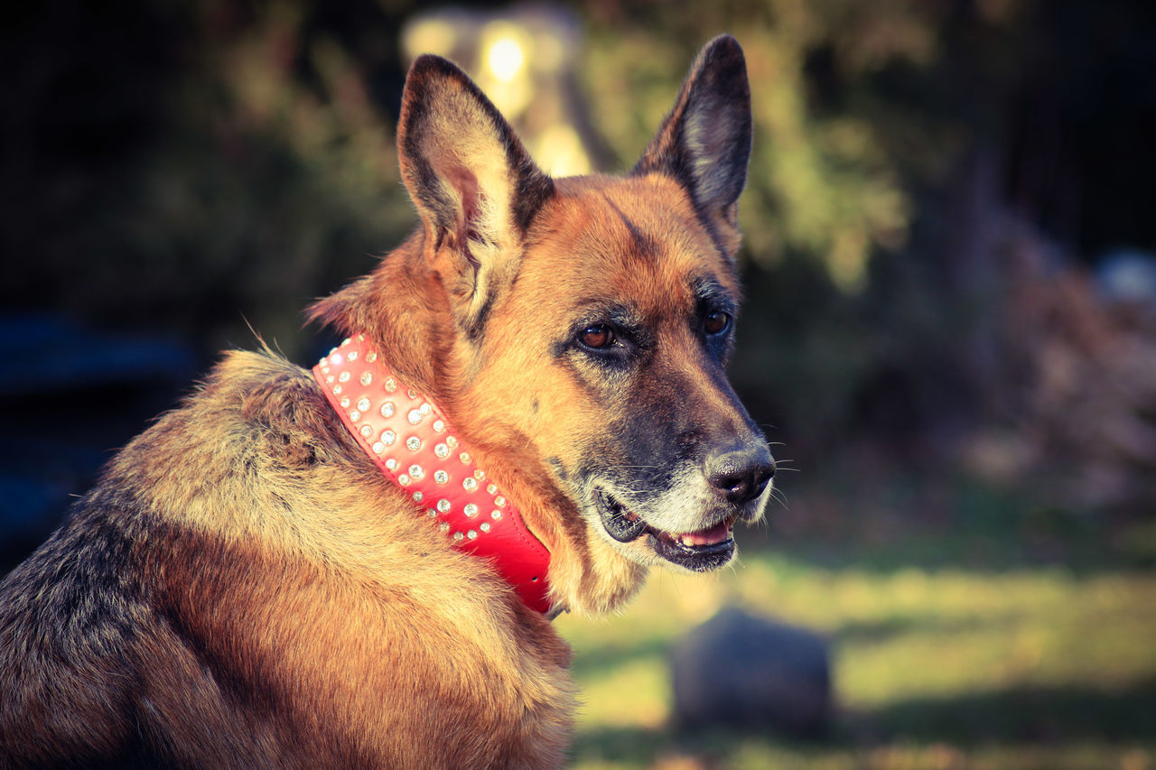 canine, one animal, dog, mammal, domestic animals, domestic, pets, animal, animal themes, vertebrate, focus on foreground, looking, looking away, close-up, pet collar, animal body part, german shepherd, collar, sticking out tongue, no people, animal head, mouth open, animal mouth