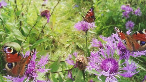 Close-up of honey bee on purple flowers