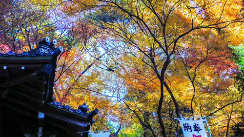 Low angle view of trees and plants during autumn