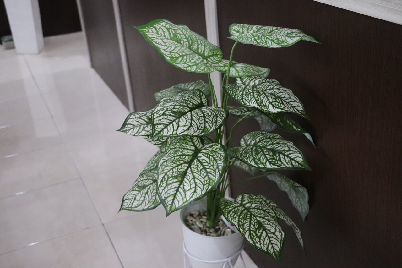 HIGH ANGLE VIEW OF LEAVES IN POTTED PLANT
