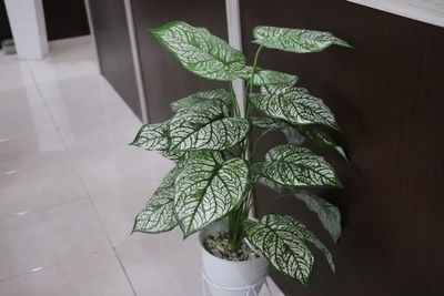 High angle view of potted plant on floor at home