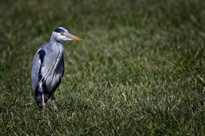 View of a bird on grass