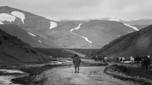 Horses standing on field against mountains during winter