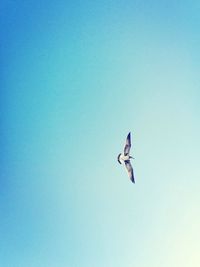 Low angle view of clear blue sky