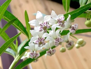 Close-up of white flowering plant